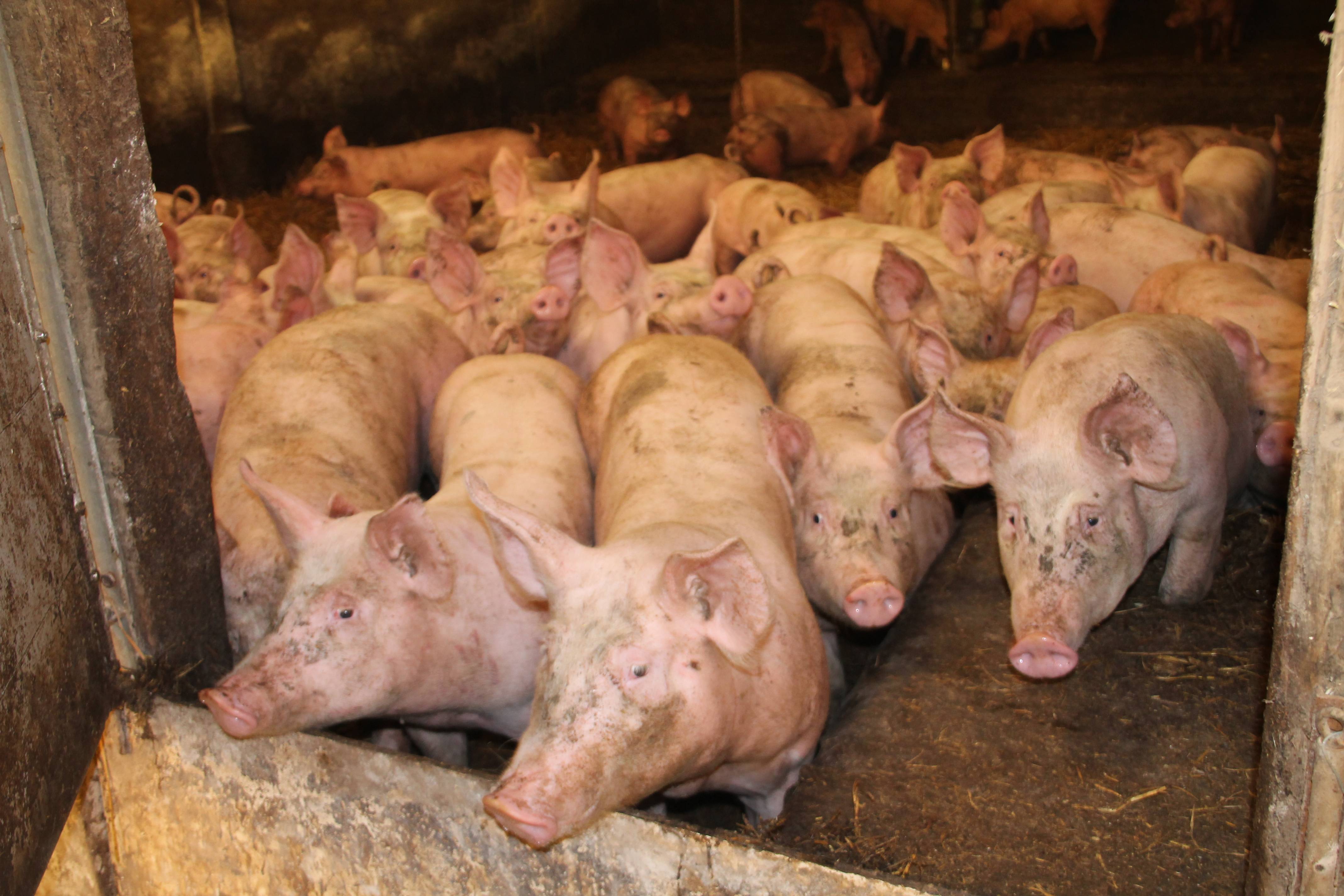 Le Porc Pailloux  élevage traditionnel de porcs  Le Porc Pailloux